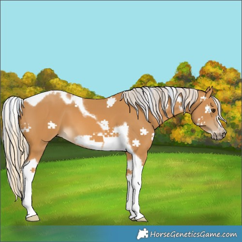 Horse Color:Painted Palomino Tobiano Frame