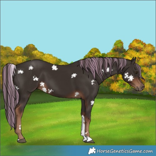 Horse Color:Painted Liver Chestnut Tobiano