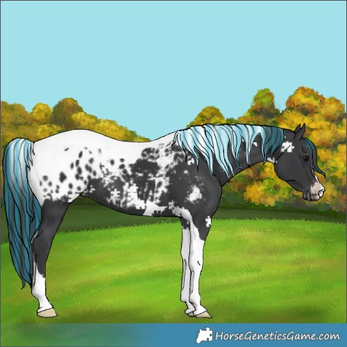 Horse Color:Painted Black Tobiano Blanket 