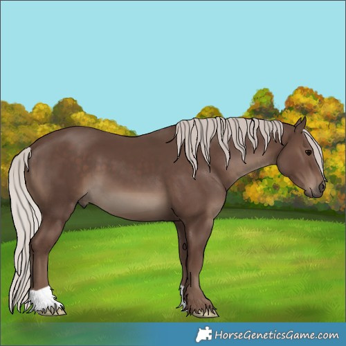 Horse Color:Silver Black