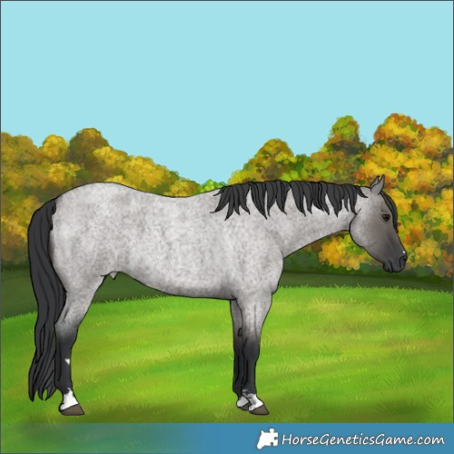 Horse Color:Grullo Roan 