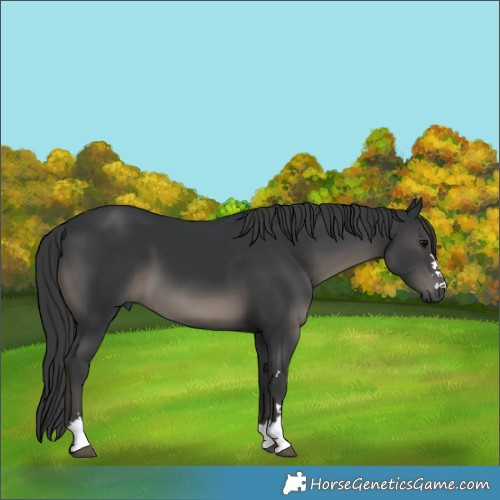 Horse Color:Black 