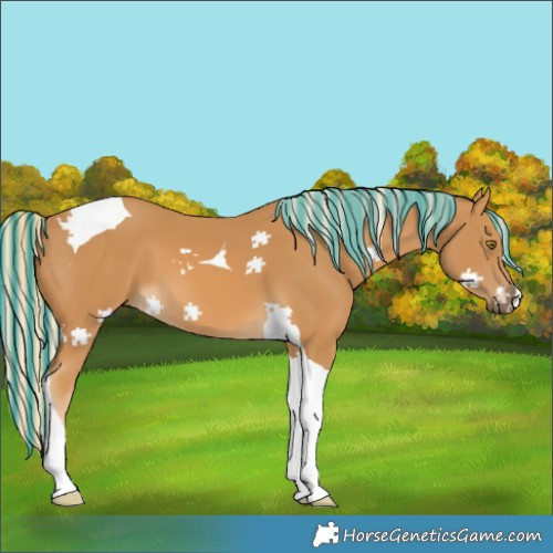 Horse Color:Painted Palomino Tobiano 
