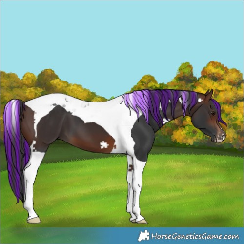 Horse Color:Painted Brown Tobiano 