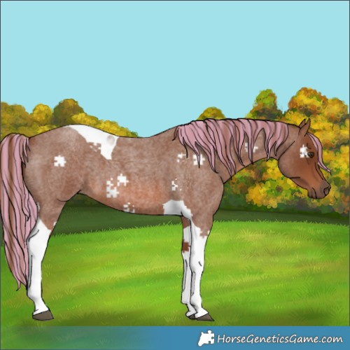 Horse Color:Painted Red Roan Tobiano 