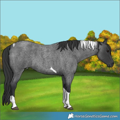 Horse Color:Blue Roan Tobiano 