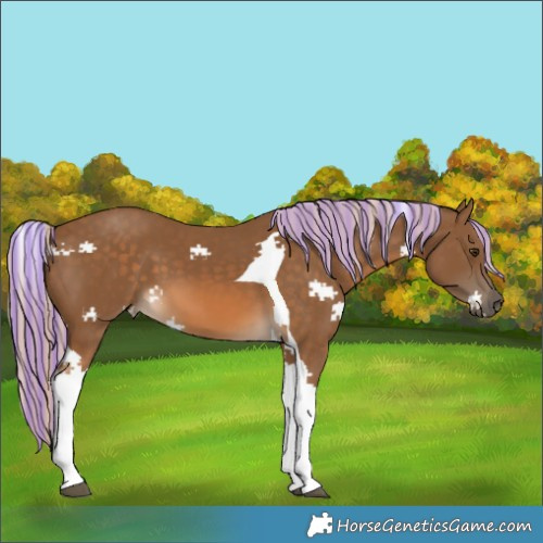 Horse Color:Painted Chocolate Palomino Tobiano 