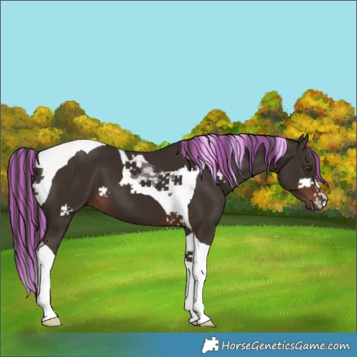 Horse Color:Painted Liver Chestnut Tobiano 