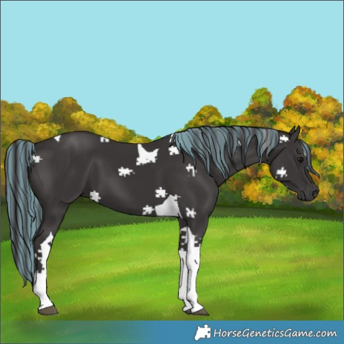 Horse Color:Painted Smoky Black Tobiano