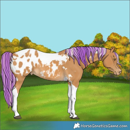 Horse Color:Painted Palomino Tobiano Blanket 
