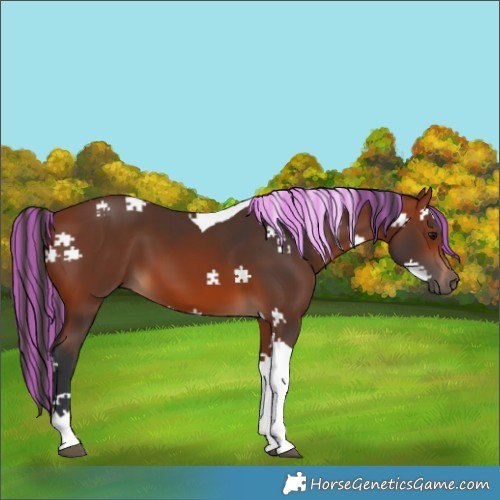 Horse Color:Painted Bay Tobiano