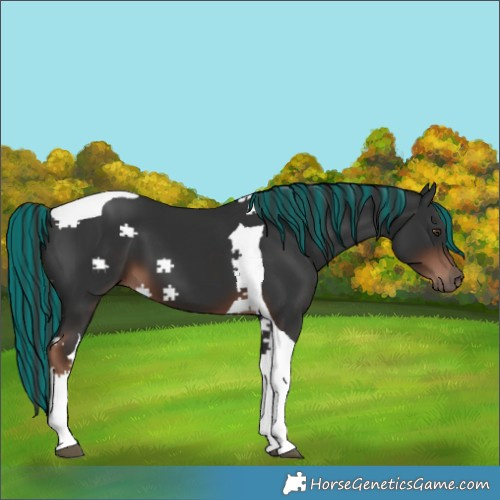 Horse Color:Painted Liver Chestnut Tobiano