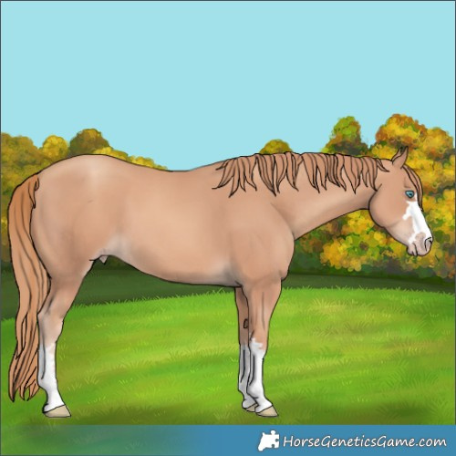 Horse Color:Gold Champagne 