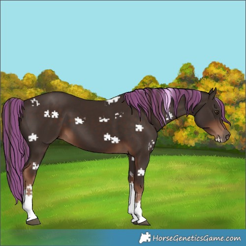 Horse Color:Painted Liver Chestnut Tobiano 