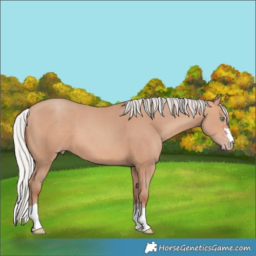 Horse Color:Silver Amber Champagne 