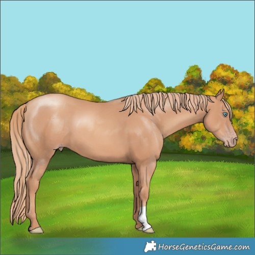 Horse Color:Gold Champagne 