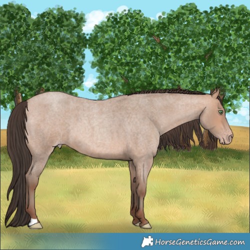 Horse Color:Amber Champagne Roan 
