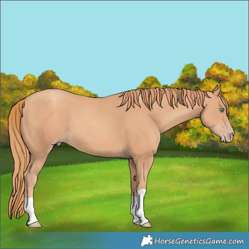 Horse Color:Gold Champagne 