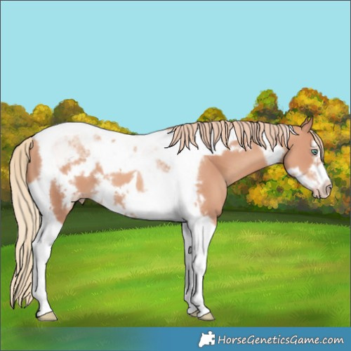 Horse Color:Gold Champagne Tobiano Frame