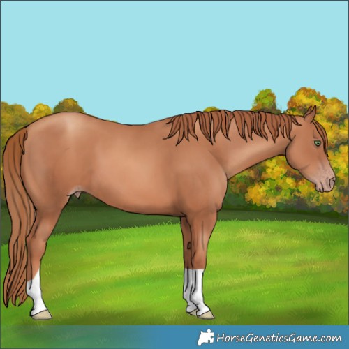 Horse Color:Gold Champagne