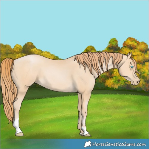 Horse Color:Buckskin Pearl Tobiano