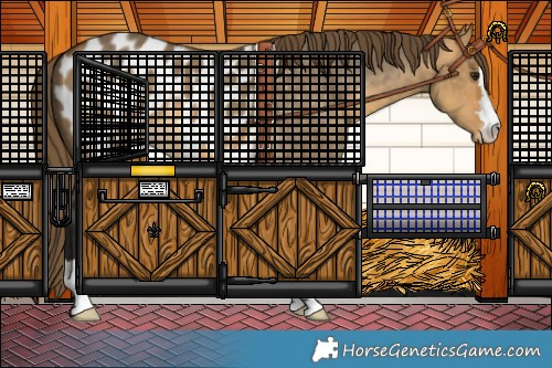 Horse Color:Buckskin Dun Appaloosa 
