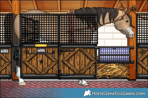 Horse Color:Buckskin Dun 