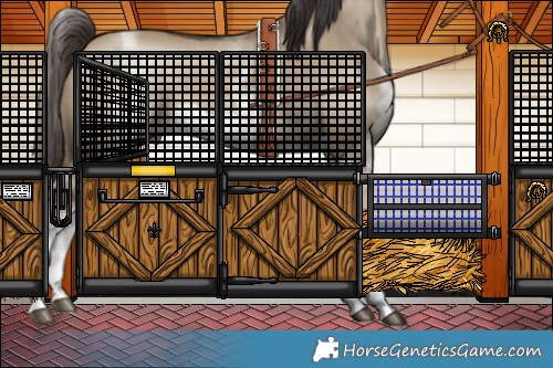 Horse Color:White Spotted Buckskin Dun Frame