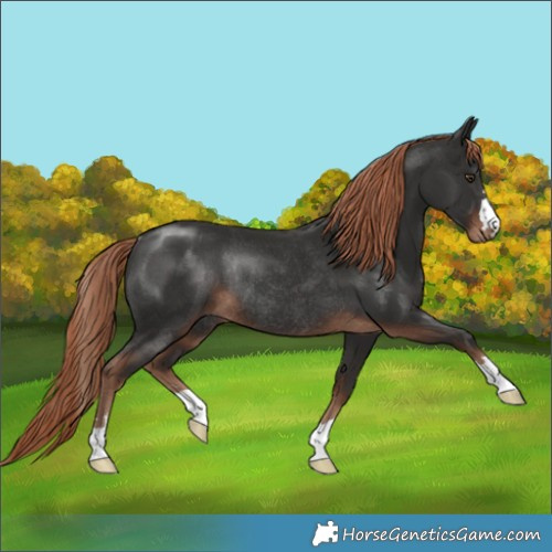 Horse Color:Liver Chestnut Rabicano 