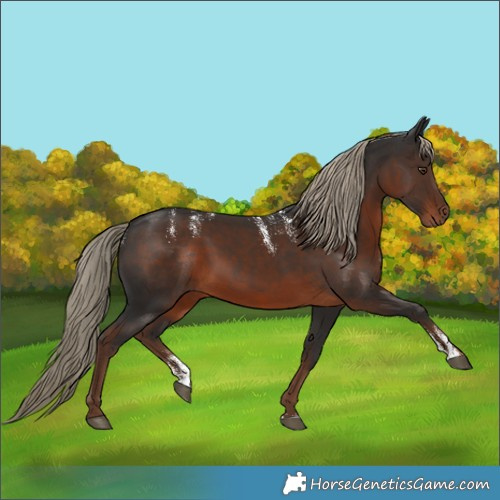 Horse Color:Powder White Liver Chestnut Rabicano 