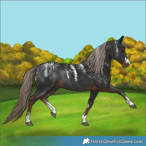 Horse Color:Powder White Liver Chestnut Rabicano