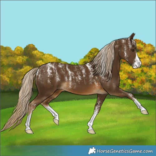 Horse Color:Powder White Chocolate Palomino