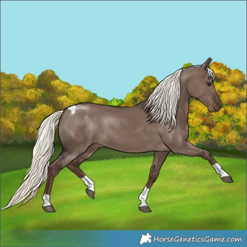 Horse Color:Liver Red Dun Mushroom Tobiano Rabicano