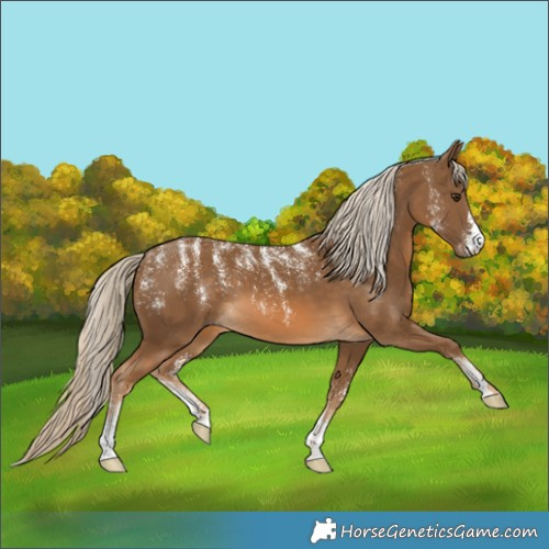 Horse Color:Powder White Chocolate Palomino