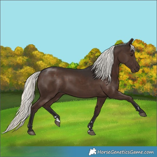 Horse Color:Liver Chestnut Mushroom 