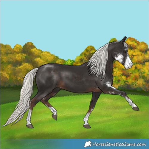 Horse Color:Liver Chestnut Mushroom Sabino Rabicano 