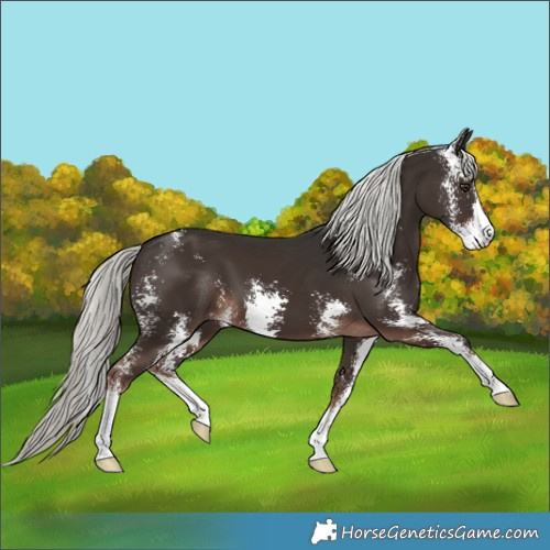 Horse Color:Liver Chestnut Mushroom Sabino