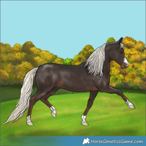 Horse Color:Liver Chestnut Mushroom