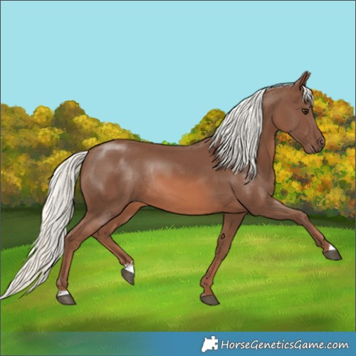 Horse Color:Chestnut Mushroom Rabicano