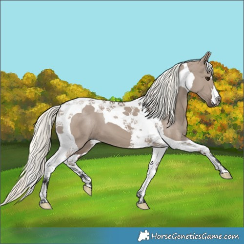 Horse Color:Liver Red Dun Mushroom Tobiano 