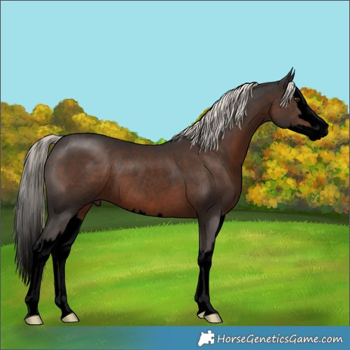 Horse Color:Void Liver Chestnut Mushroom Splash Rabicano