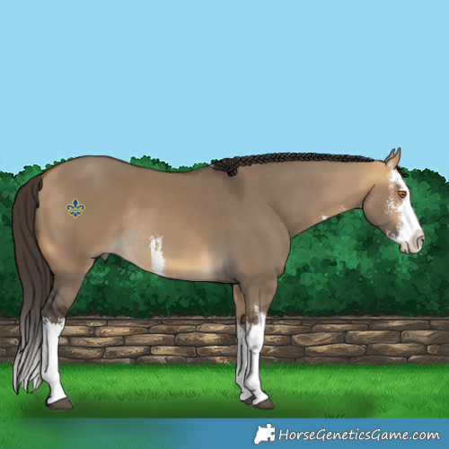 Horse Color:White Spotted Buckskin Dun Splash Rabicano