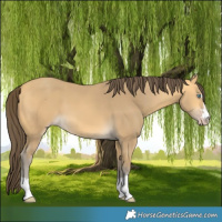 Horse Color:Amber Cream Champagne 