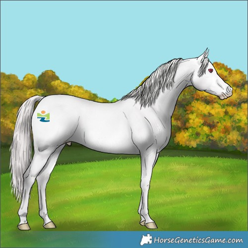 Horse Color:Platinum Chocolate Perlino Chinchilla