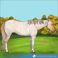 Horse Color:Red Dun Roan Tobiano 