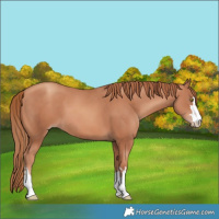 Horse Color:Gold Champagne 