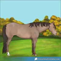 Horse Color:Sable Champagne