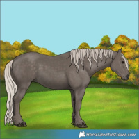 Horse Color:Silver Black