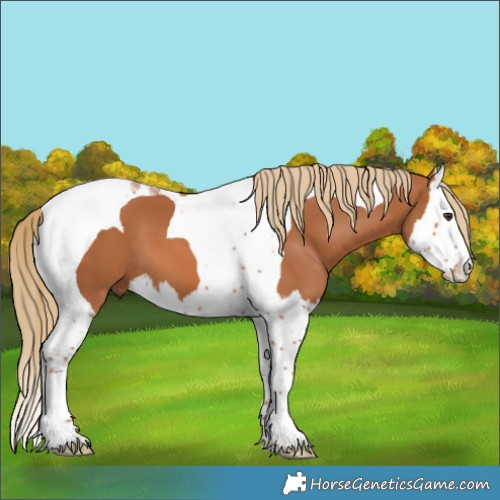 Horse Color:Chestnut Splash Tobiano 