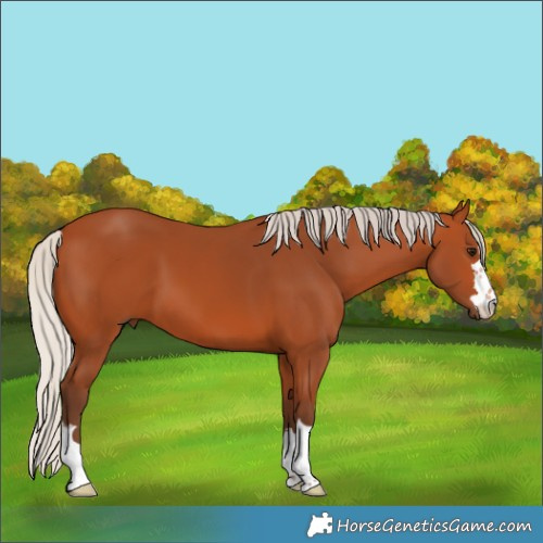 Horse Color:Silver Bay 